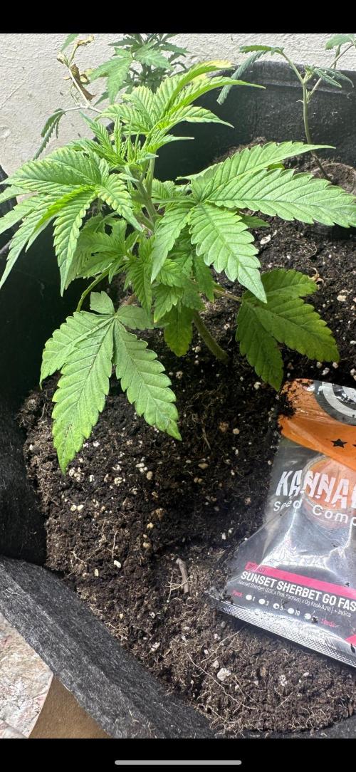 Sunset sherbert go fast. Week 4