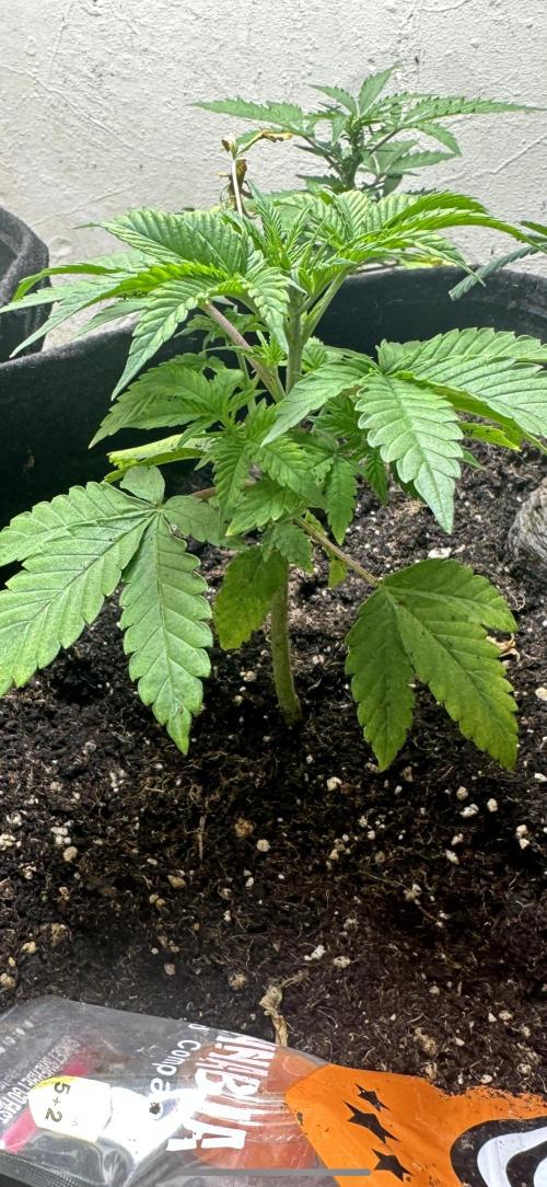 Sunset sherbert go fast. Week 4