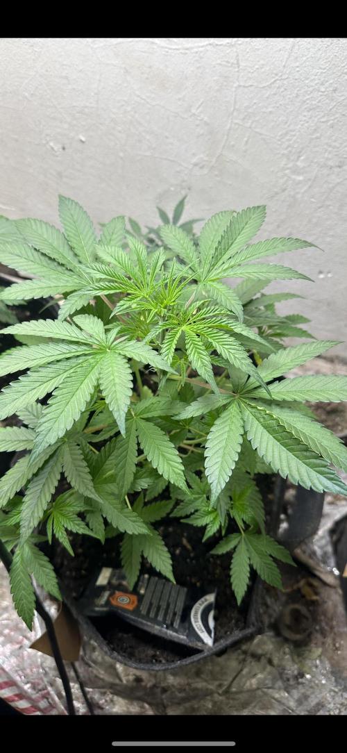 Sunset sherbert go fast. Week 4