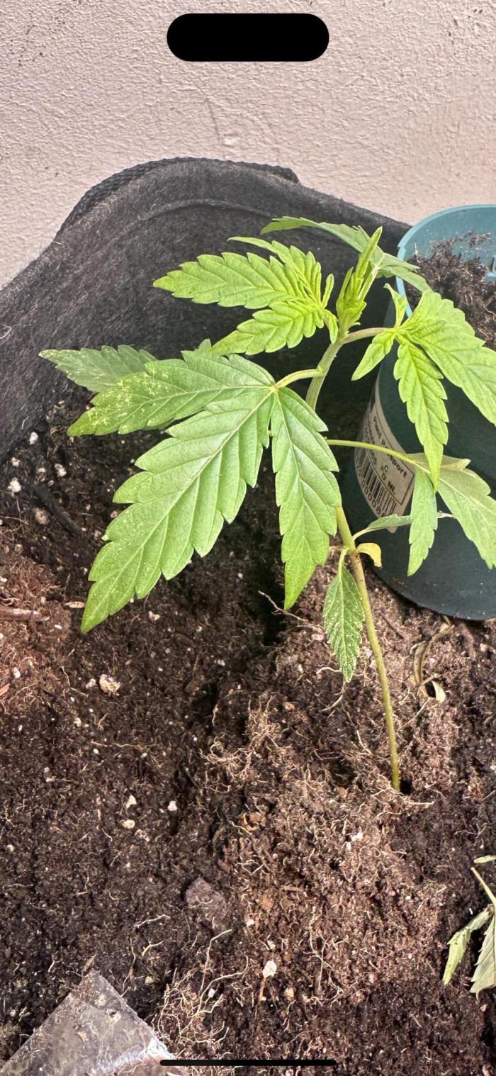 Northern lights by divine seeds!. Week 2