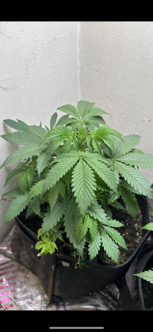 Northern lights by divine seeds!. Week 4