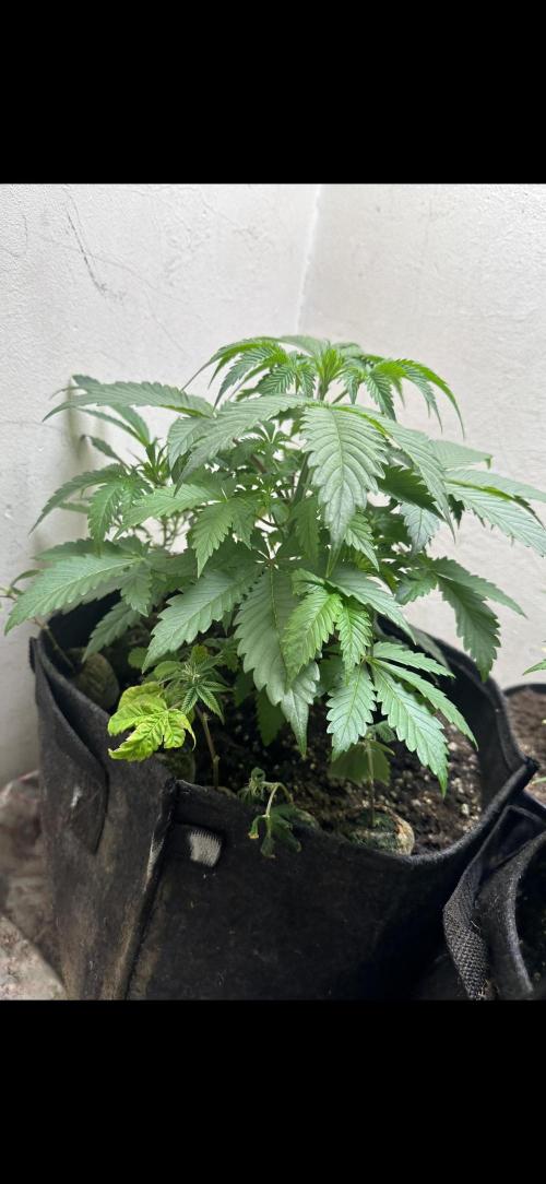 Northern lights by divine seeds!. Week 4