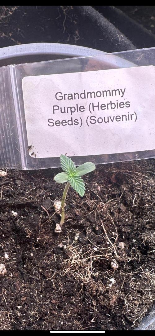 Grand mommy👵😈 purple. Week 1 - 🌱💪