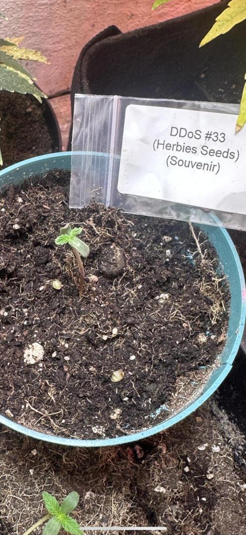 Ddos#33🇺🇸🔥👌. Week 1