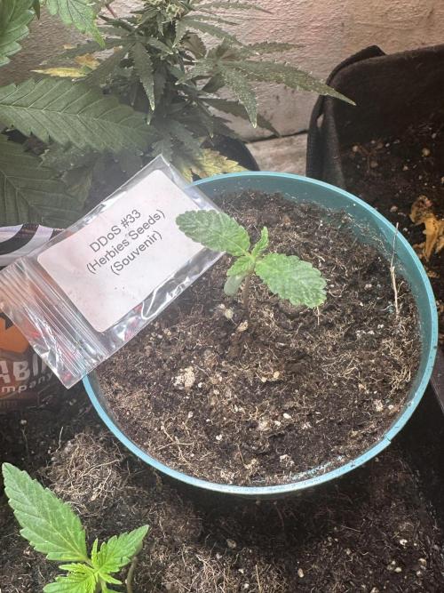 Ddos#33🇺🇸🔥👌. Week 1