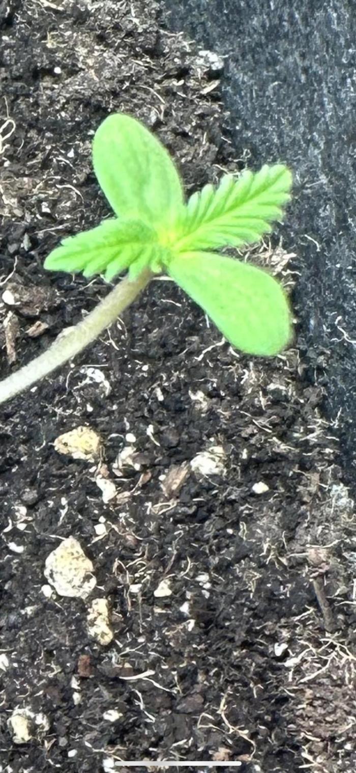 Auto diviner divine seeds. Week 1