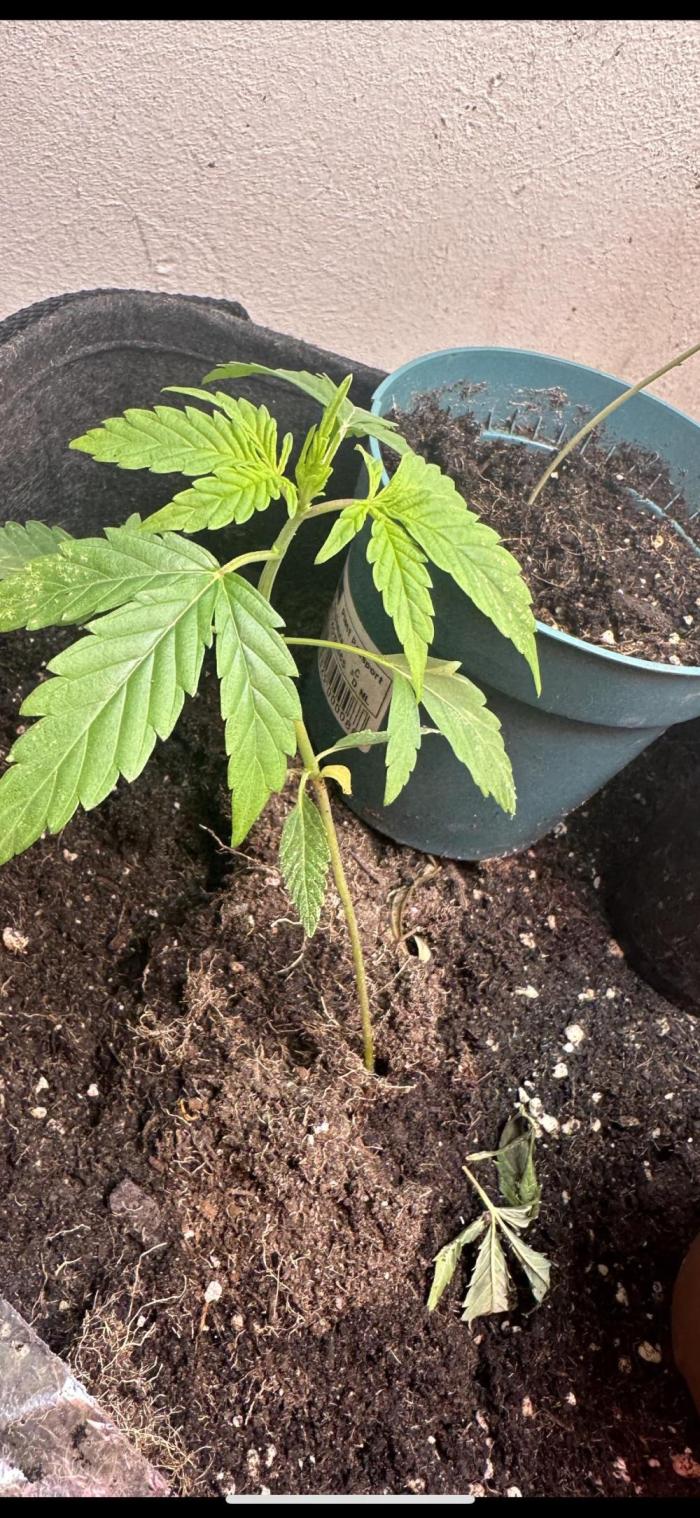 Auto diviner divine seeds. Week 2