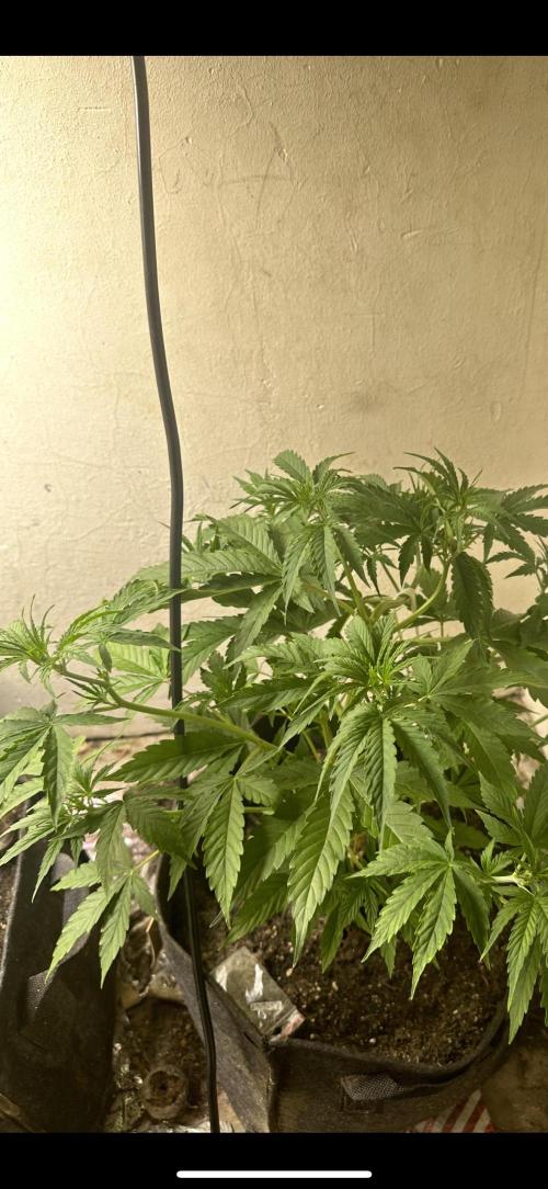 Auto diviner divine seeds. Week 3