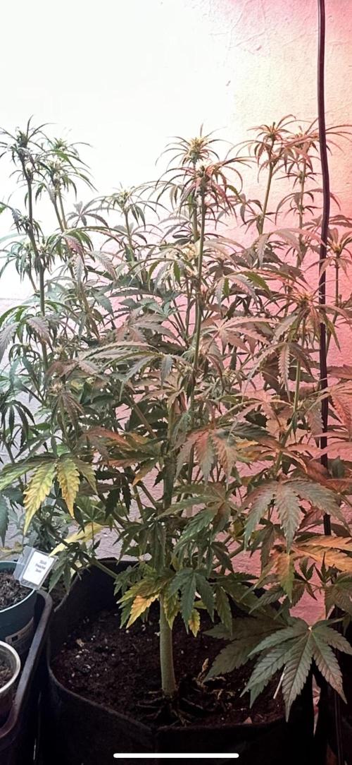 Auto diviner divine seeds. Week 5