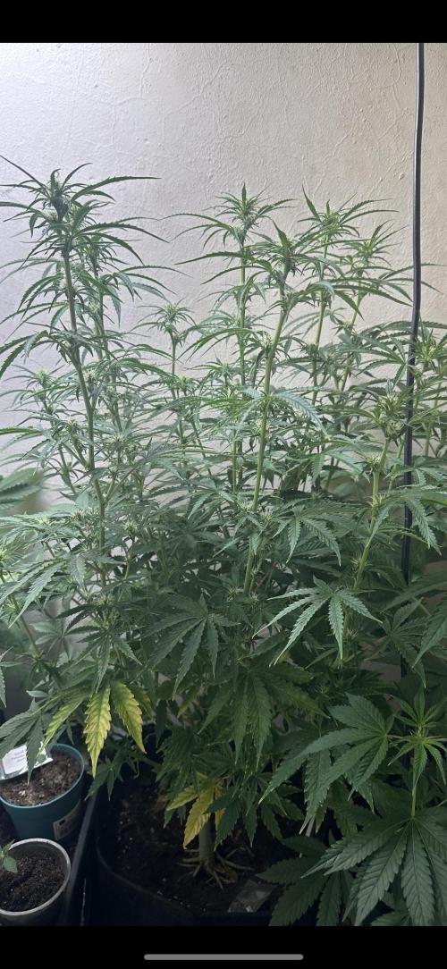 Auto diviner divine seeds. Week 5