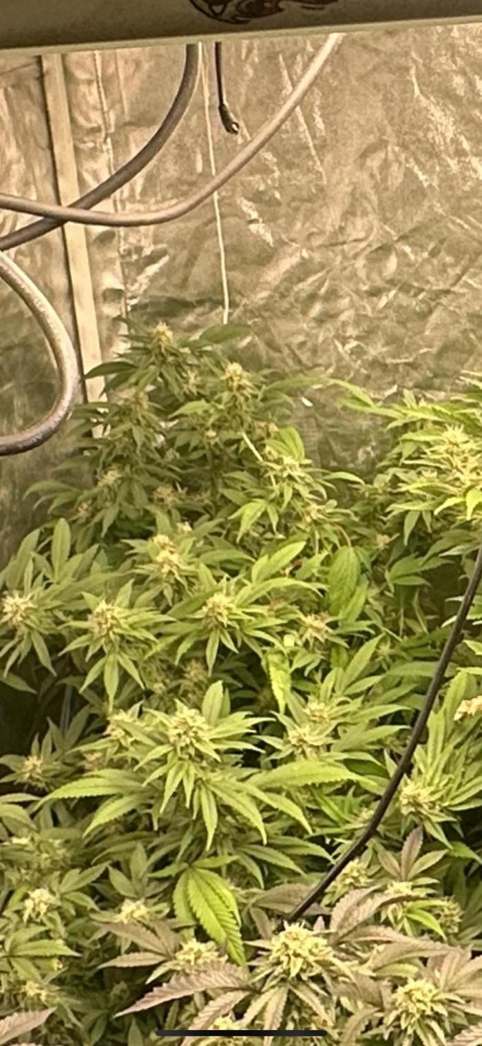 Kannabias new release zoap rose🌹. Week 15