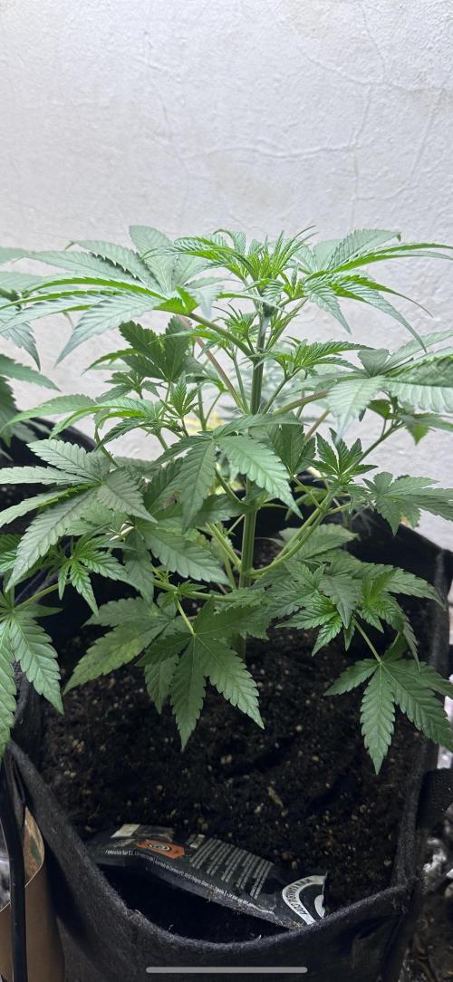 Sunset sherbert go fast. Week 5