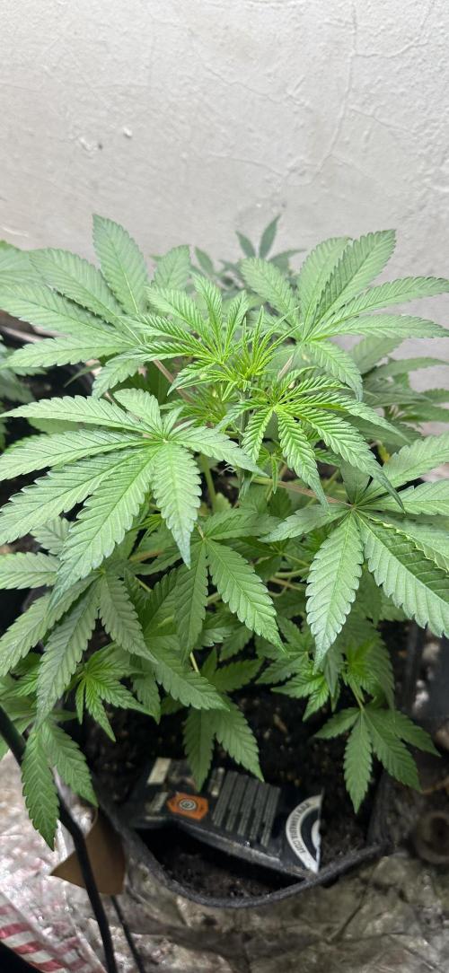 Sunset sherbert go fast. Week 5