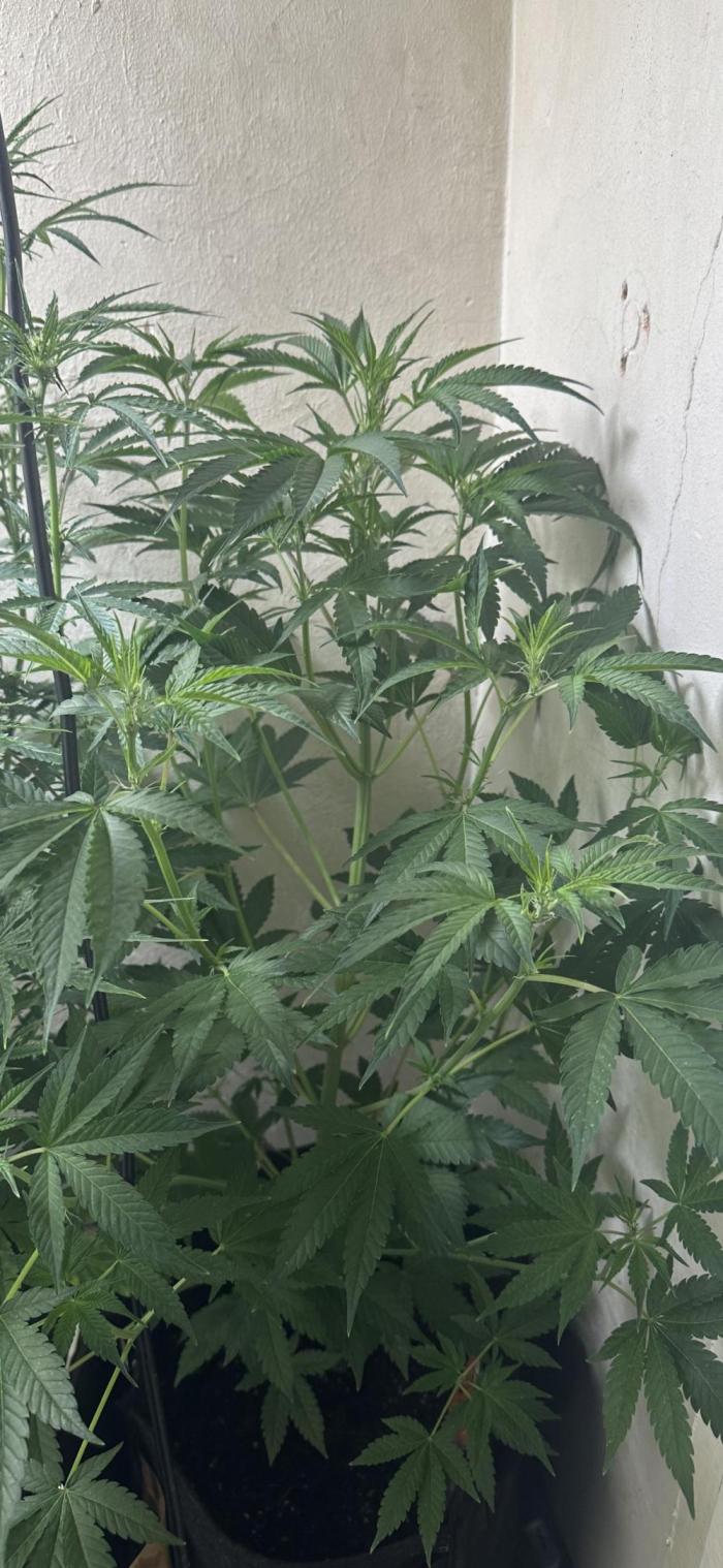 Sunset sherbert go fast. Week 6