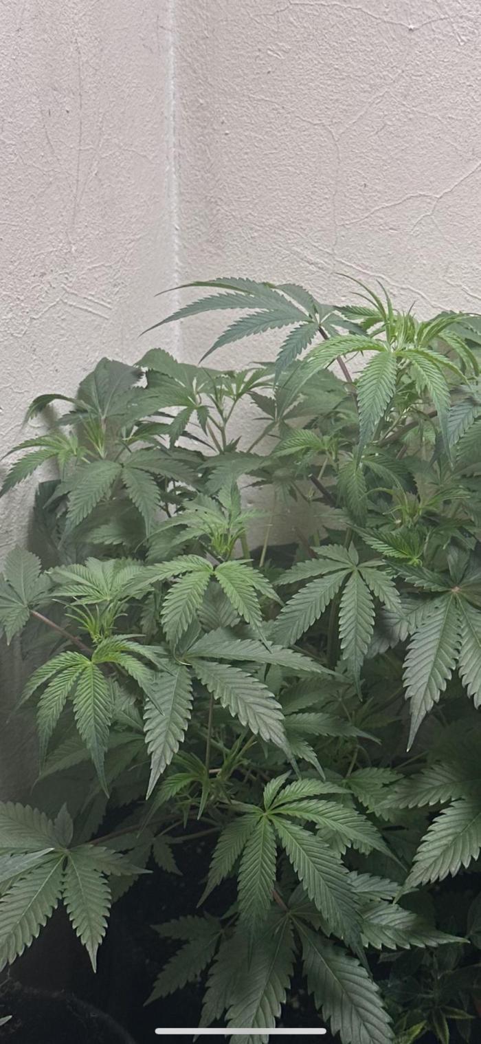 Northern lights by divine seeds!. Week 5