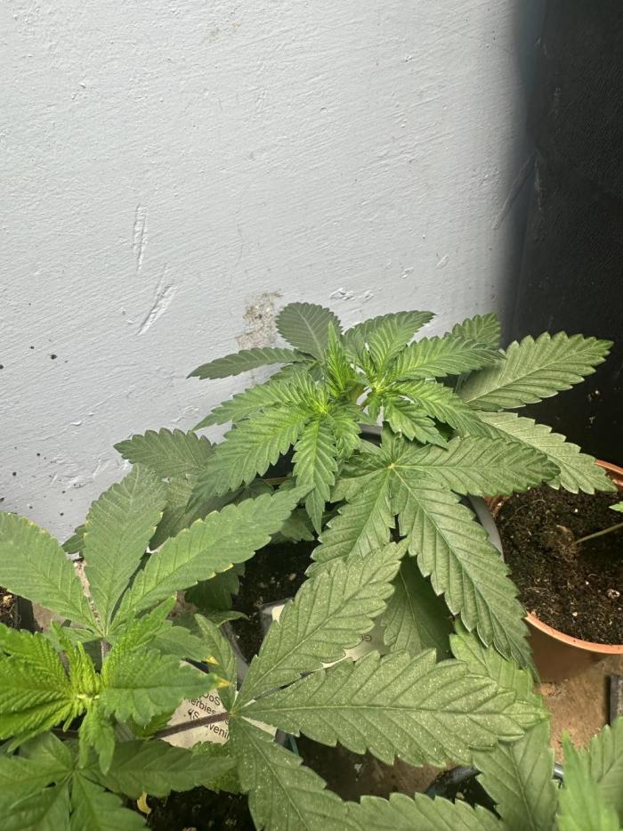 Grand mommy👵😈 purple. Week 2