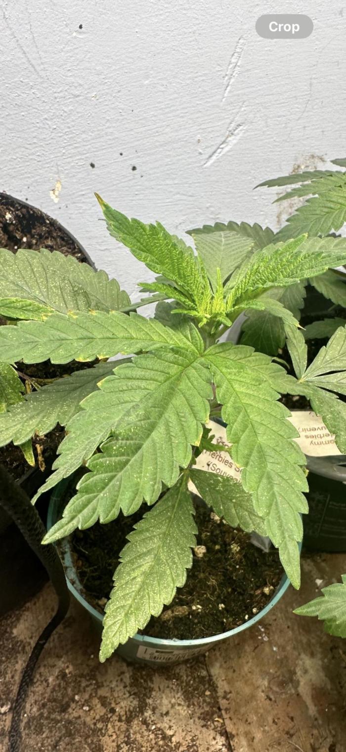 Ddos#33🇺🇸🔥👌. Week 2