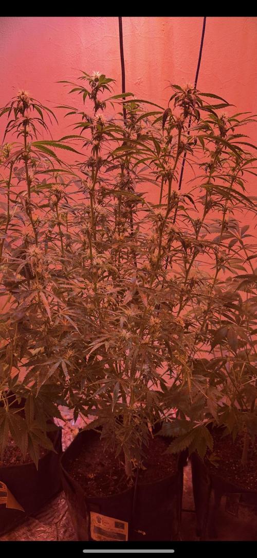 Auto diviner divine seeds. Week 6