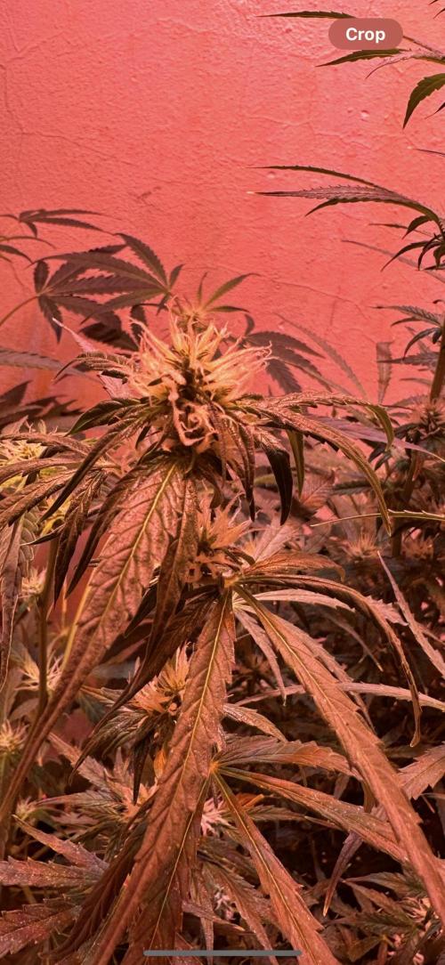 Auto diviner divine seeds. Week 6