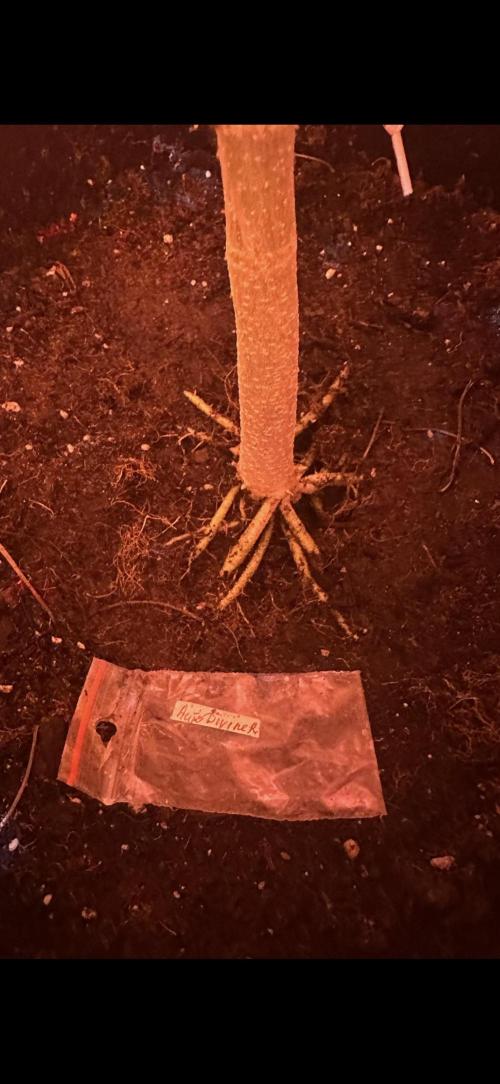 Auto diviner divine seeds. Week 7