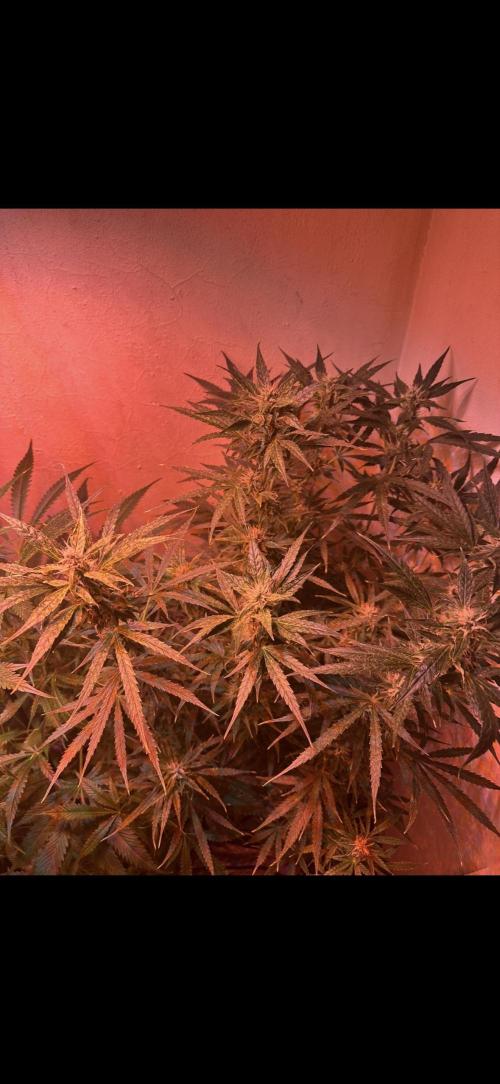 Auto diviner divine seeds. Week 7