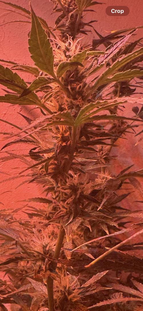 Auto diviner divine seeds. Week 7