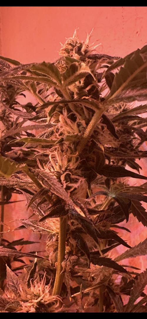 Auto diviner divine seeds. Week 7