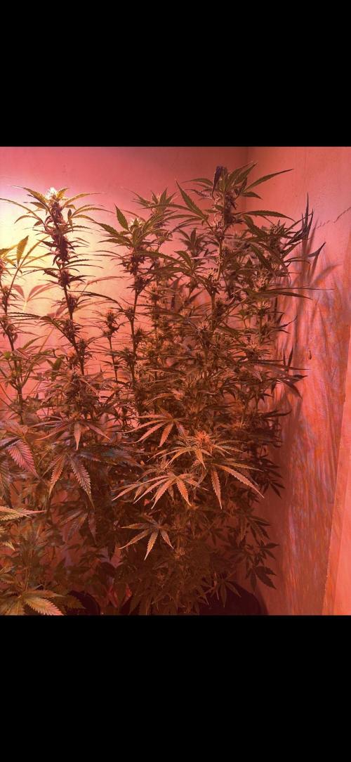 Auto diviner divine seeds. Week 7