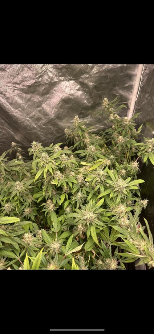 Kannabias new release zoap rose🌹. Week 16