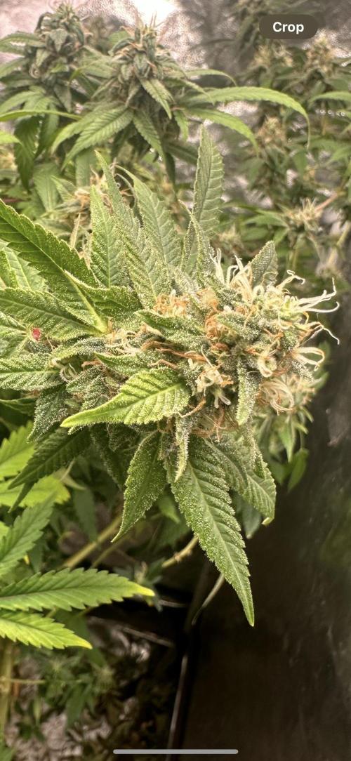 Kannabias new release zoap rose🌹. Week 16 - Shes frosty!