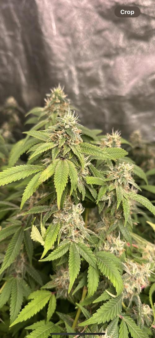 Kannabias new release zoap rose🌹. Week 16