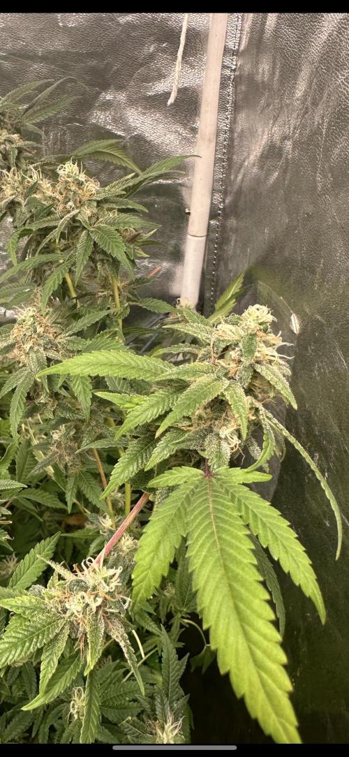 Kannabias new release zoap rose🌹. Week 16