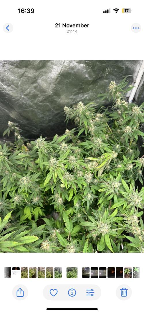 Kannabias new release zoap rose🌹. Week 16