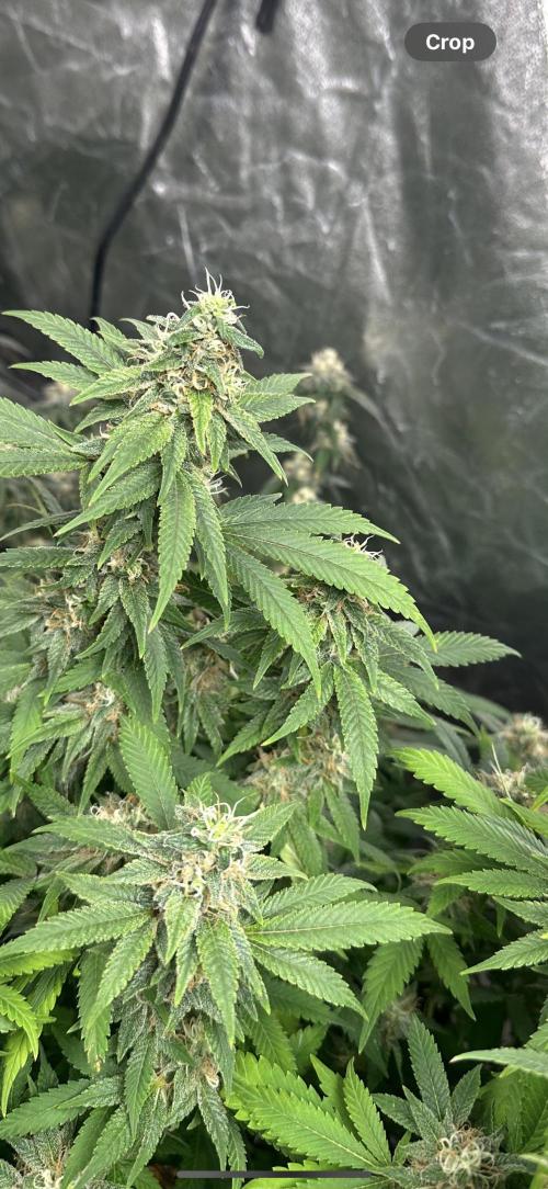 Kannabias new release zoap rose🌹. Week 16