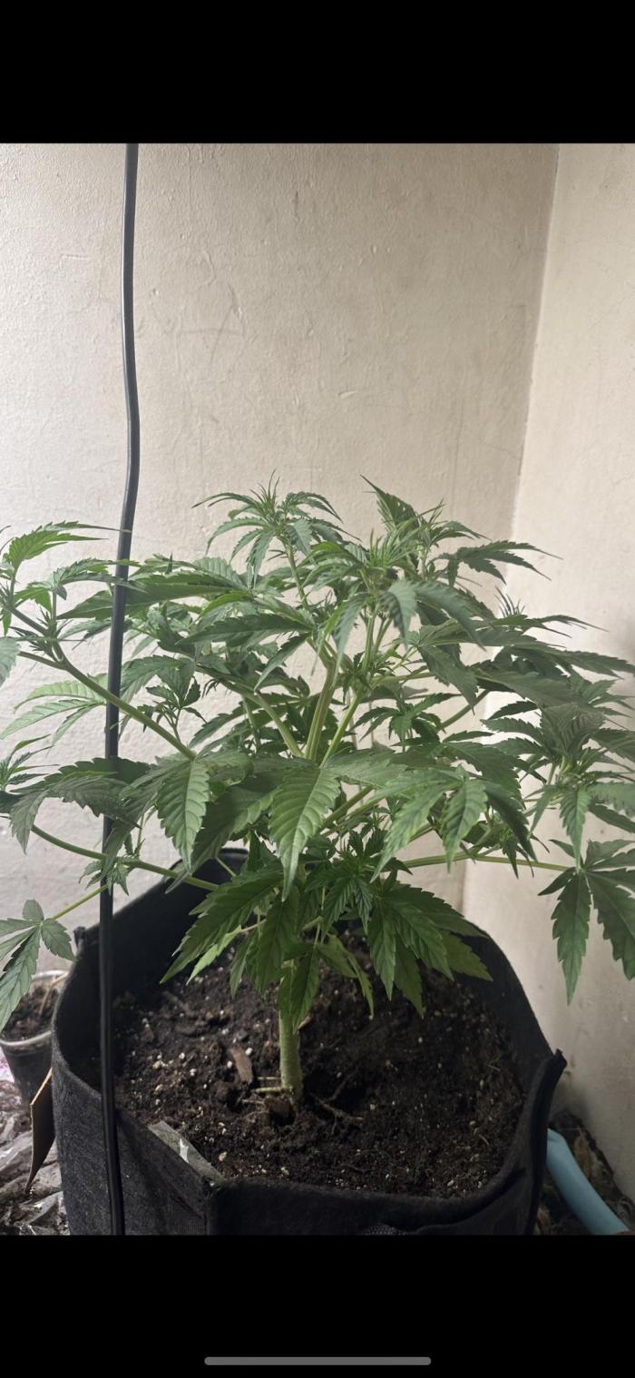 Northern lights by divine seeds!. Week 6