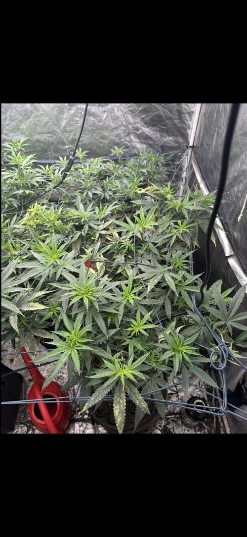 Grand mommy👵😈 purple. Week 6