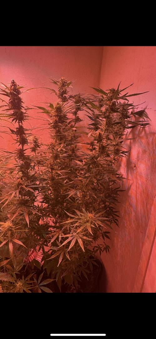 Auto diviner divine seeds. Week 10