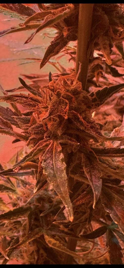Auto diviner divine seeds. Week 10