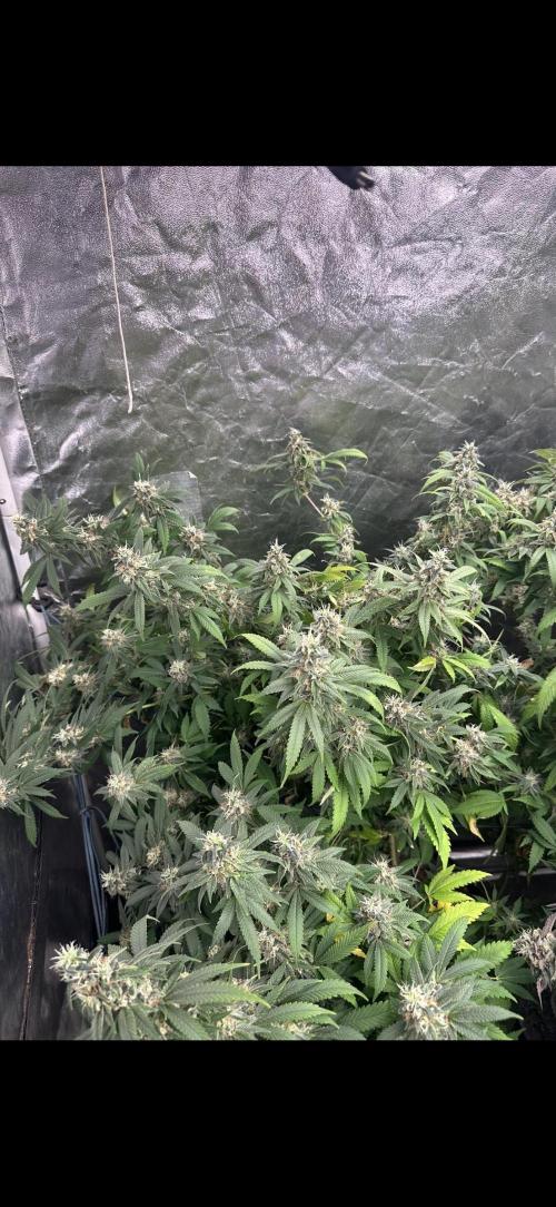Kannabias new release zoap rose🌹. Week 17