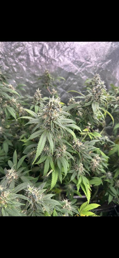 Kannabias new release zoap rose🌹. Week 17