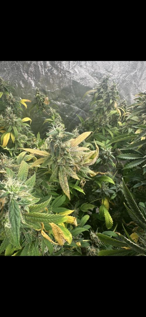 Kannabias new release zoap rose🌹. Week 17