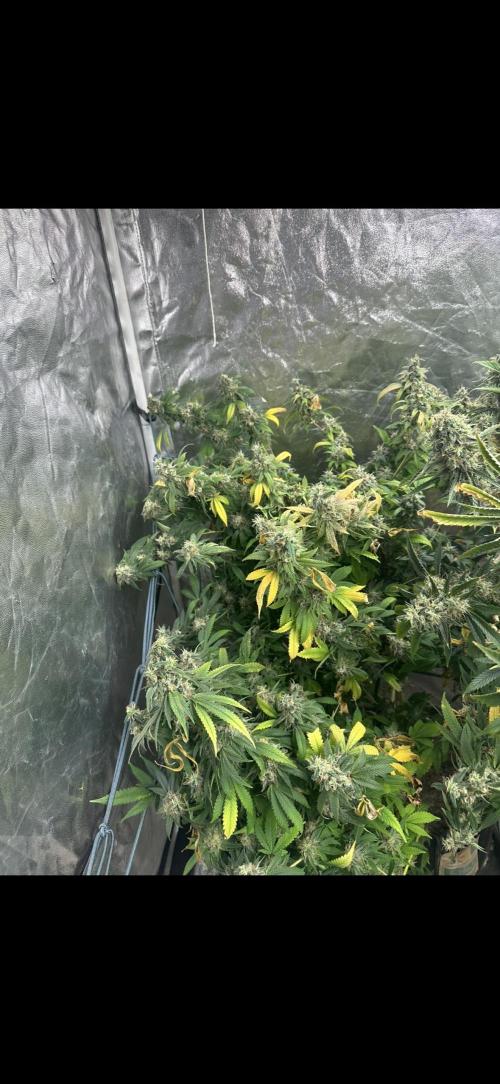 Kannabias new release zoap rose🌹. Week 17
