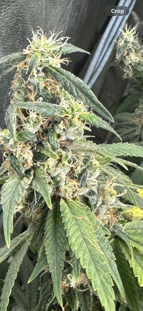 Kannabias new release zoap rose🌹. Week 17