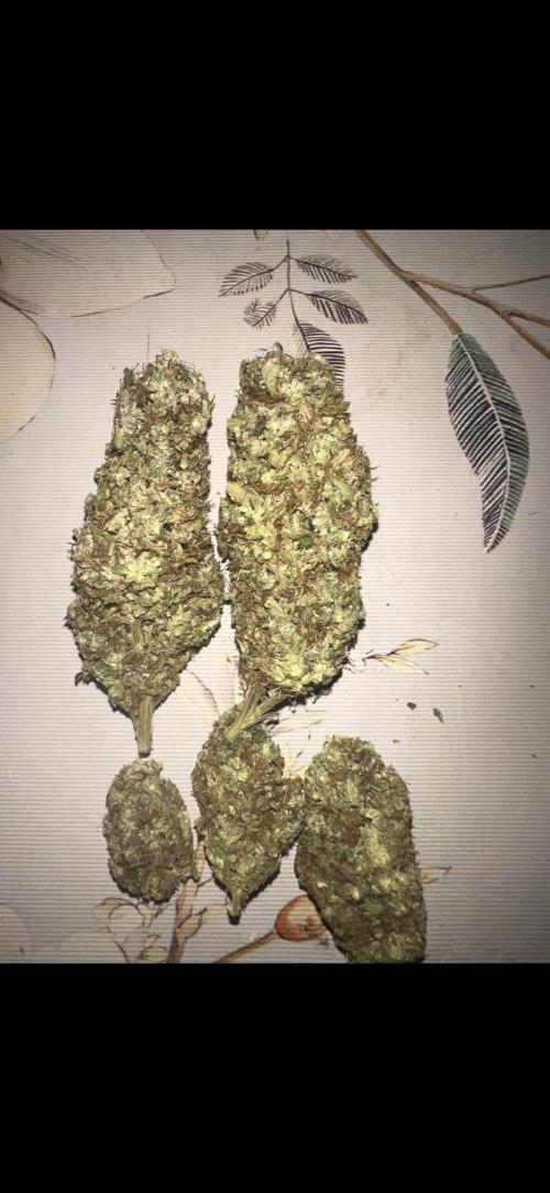 Kannabias new release zoap rose🌹. Week 17