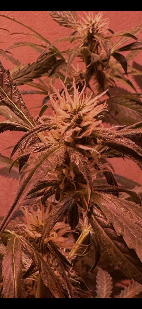 Sunset sherbert go fast. Week 8