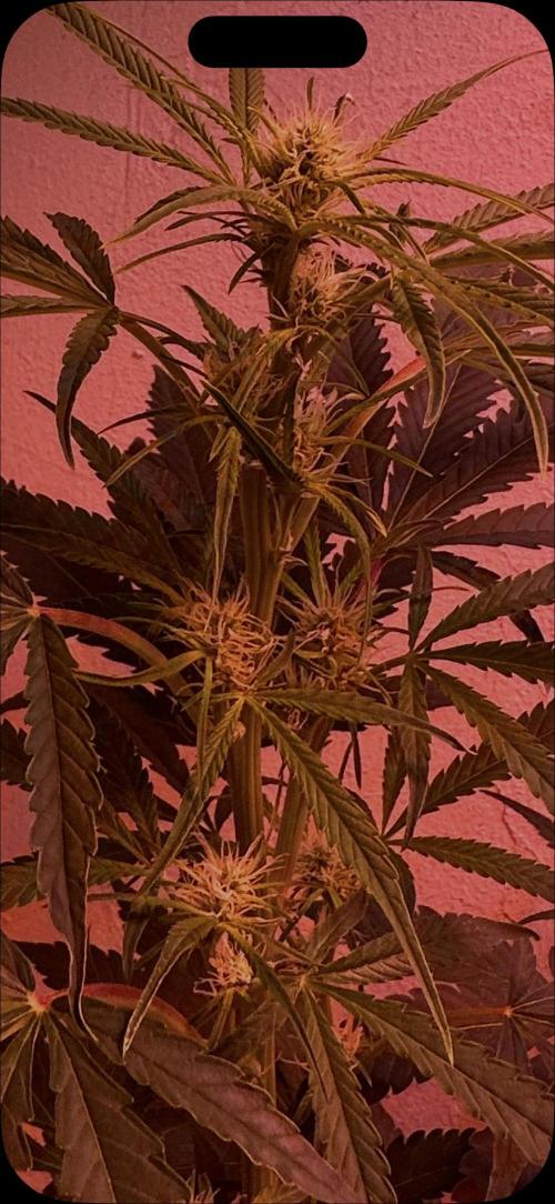 Sunset sherbert go fast. Week 8
