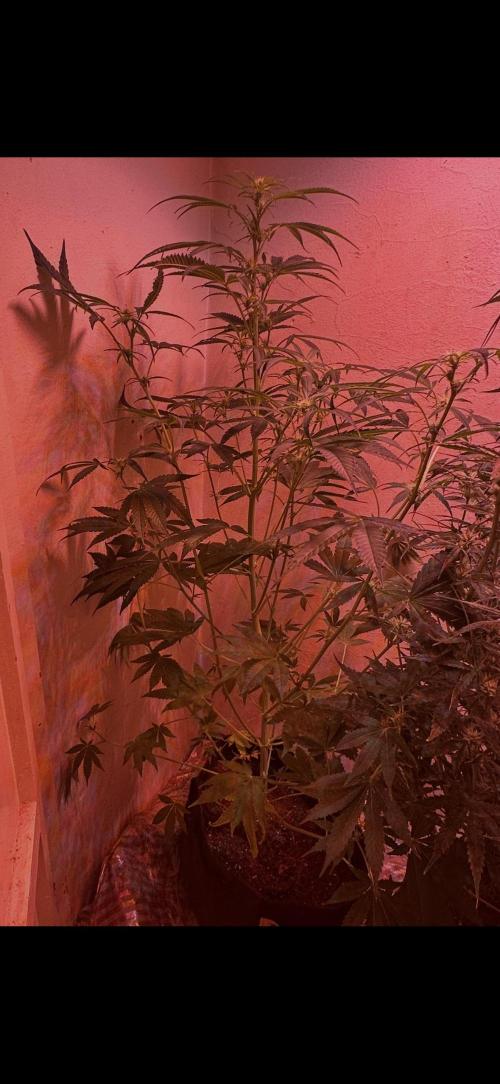 Sunset sherbert go fast. Week 8