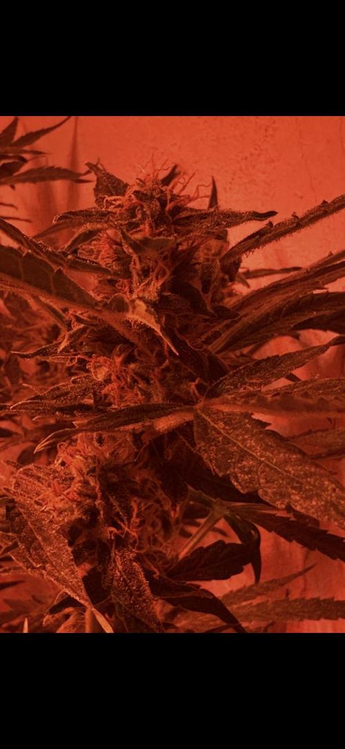 Sunset sherbert go fast. Week 8