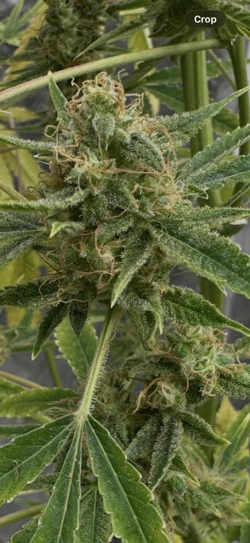 Sunset sherbert go fast. Week 10