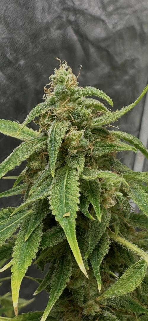 Sunset sherbert go fast. Week 10